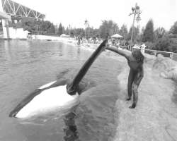 SeaWorld was established in the year 1964. The ori SeaWorld was established in the year 1964. The original idea was that of an underwater restaurant but later it developed into a marine zoological park